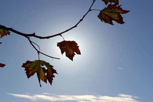 autumn leaves sun