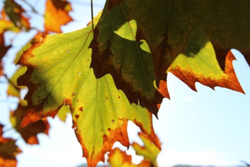 autumn leaves sun