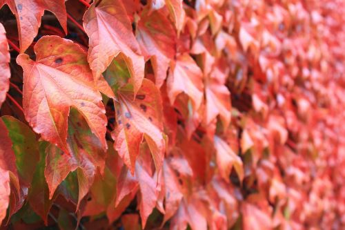 autumn leaves red