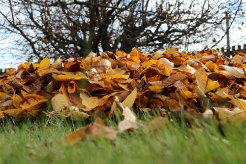 autumn leaves fall foliage