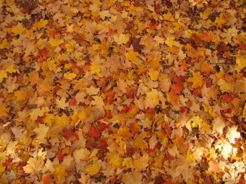 autumn fallen leaves fall