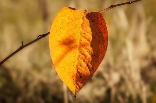 autumn leaf nature