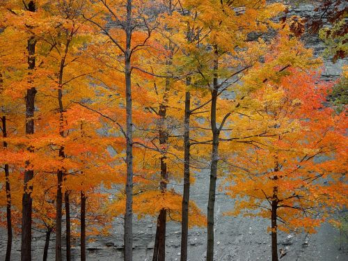 autumn leaves cleveland