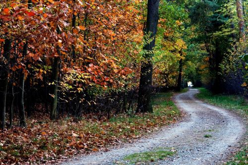 autumn color forest