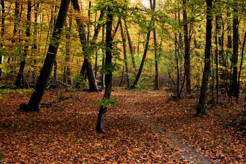 autumn color forest