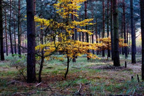 autumn color colorful leaves