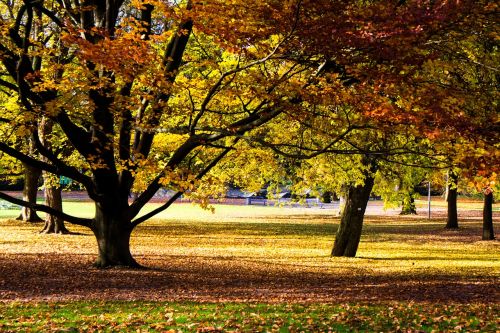 autumn color colorful leaves