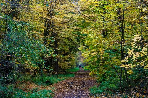 autumn colorful fall foliage