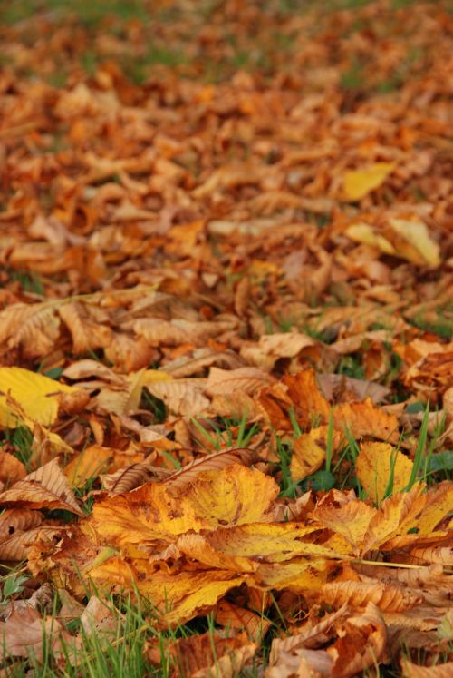 autumn sheet leaves