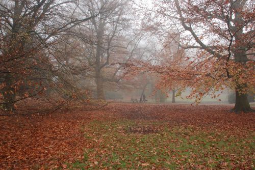 autumn fall colors fog
