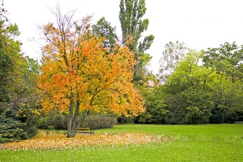 autumn color yellow