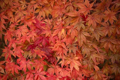 autumn colour vine