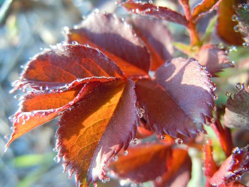 autumn nature foliage