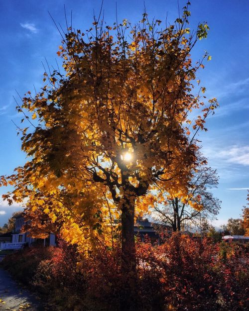 autumn yellow leaves tree