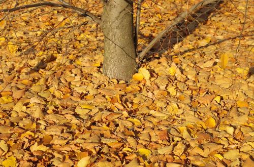 autumn yellow leaves november