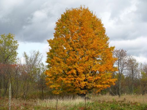 autumn yellow tree