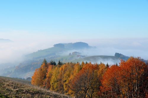 autumn autumn mood colorful leaves