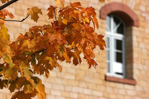 autumn leaves fall foliage