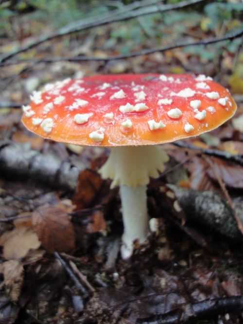 autumn mushroom red white dots