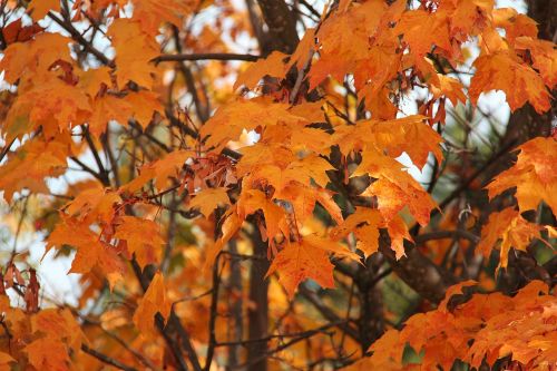 autumn yellow orange