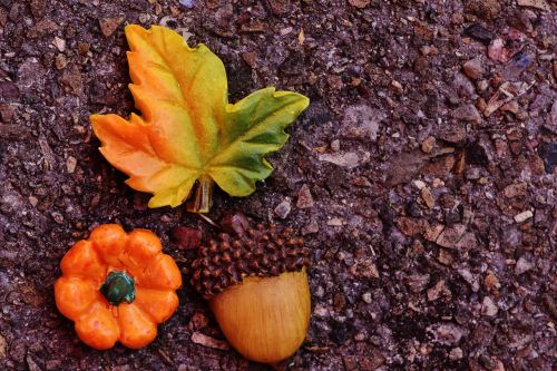 autumn leaf leaves in the autumn