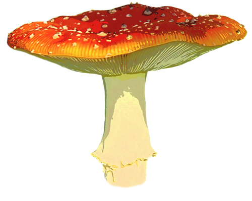 fly agaric autumn leaves