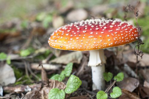 mushroom autumn amanita