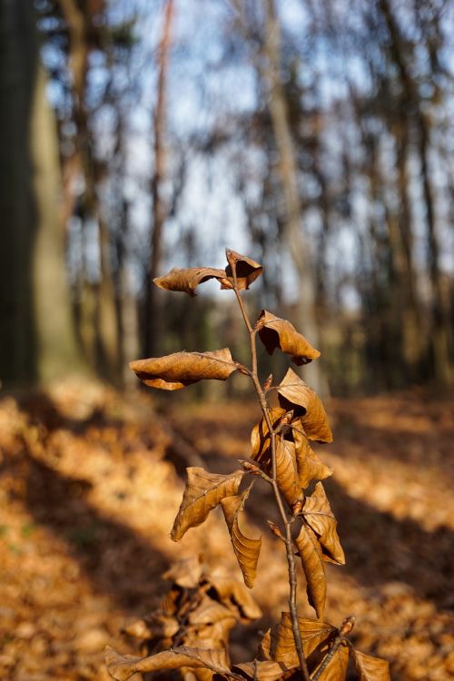 autumn forest foliage