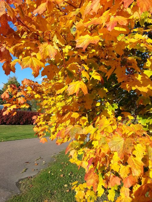 autumn leaf yellow