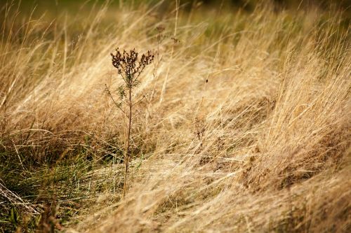 autumn dry grass nature