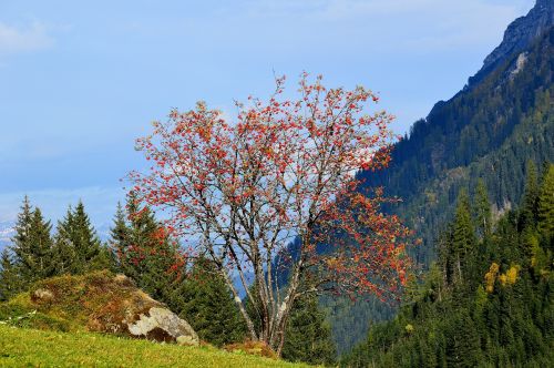 autumn red gschnitztal