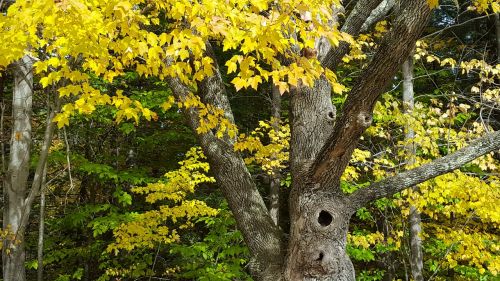 autumn yellow leaves one eyed rabbit