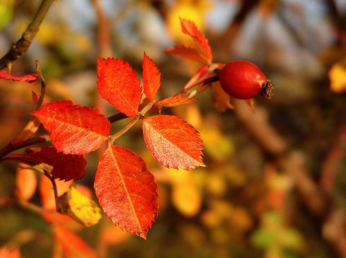 autumn hip leaves