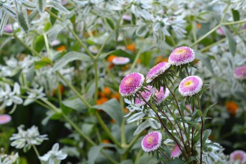 autumn flowers nature