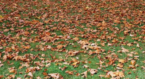 autumn dried leaves prato