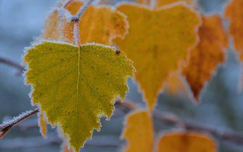 autumn frost hoarfrost