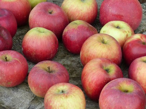 apples autumn garden