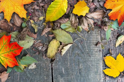 autumn leaves colorful