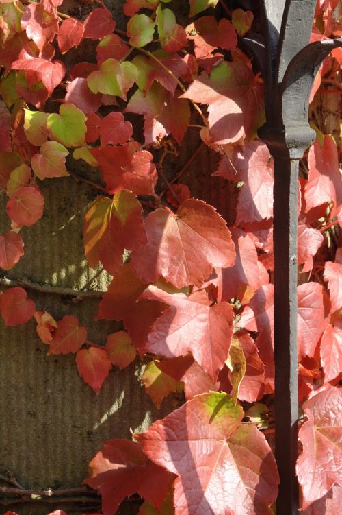 autumn vine leaves in the autumn