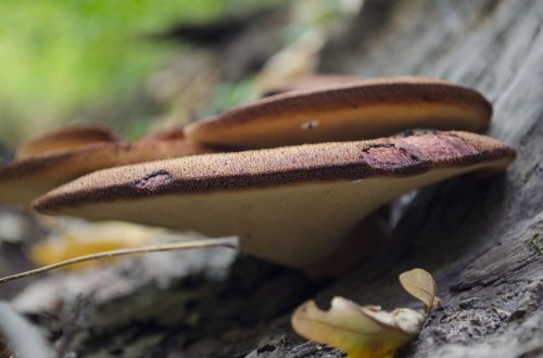 autumn nature mushrooms