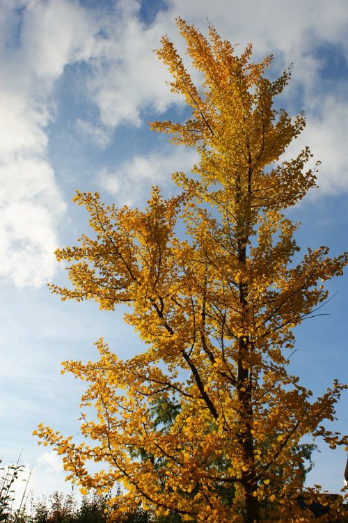 autumn trees ginko