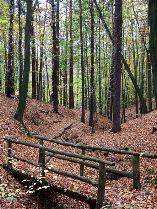 autumn forest bridge