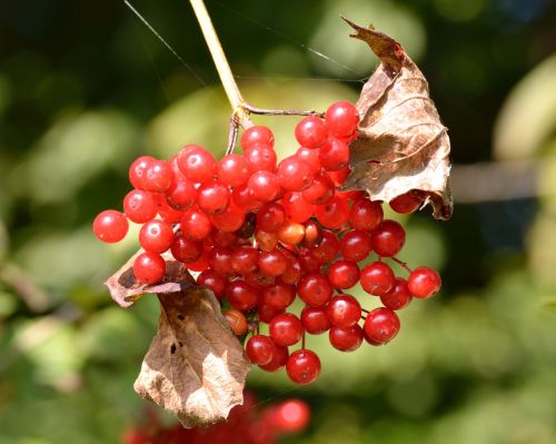 autumn fruits berries