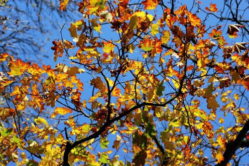 autumn leaves maple