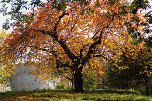 autumn tree idyll