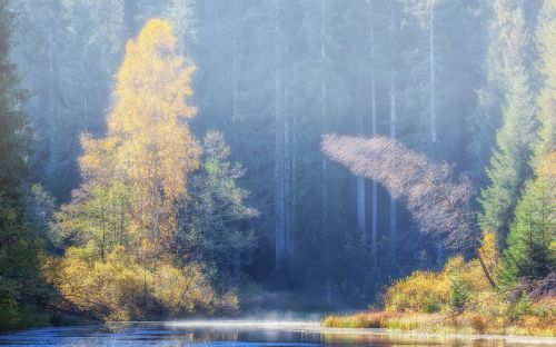 autumn fog forest
