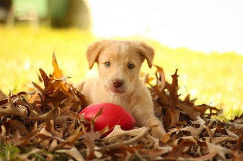 autumn pit lab mix labrador