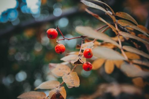 autumn rowan tree