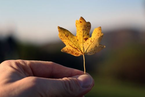 autumn leaf hand
