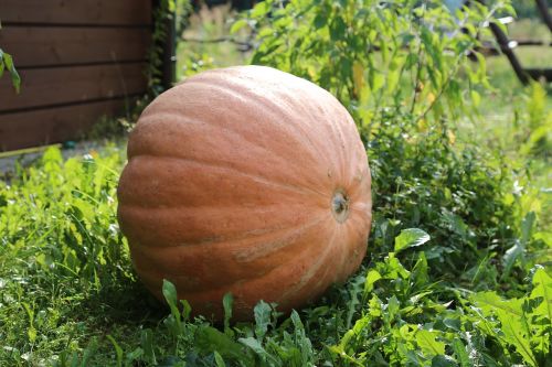 autumn pumpkin fruit